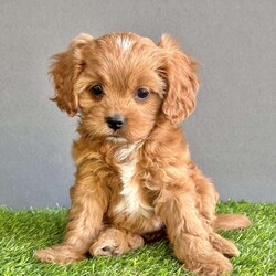 Marigold/Cavapoo									Puppy/Female	/7 Weeks,Hi my name is Marigold! I’m a cuddly cavapoo, that loves to play too! I am family raised and socialized with smaller children. I am current on all my vaccines and de-wormer. I am vet checked, and microchipped. I come with a one year genetic health guarantee. If you have any questions please feel free to call or text Aaron for the quickest response. We can also Facetime. 