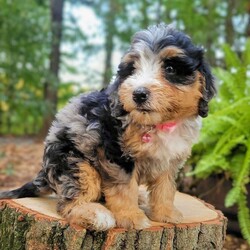 Venus/Mini Bernedoodle									Puppy/Female	/July 27th, 2024