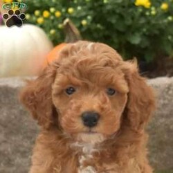 Cash/Mini Goldendoodle									Puppy/Male	/August 3rd, 2024,Check out Cash, a playful F1BB Mini Goldendoodle puppy! This sweet boy is family-raised with children and socialized, making him an excellent fit for anyone interested in adopting. Also, Cash is vet checked and up to date on vaccinations & dewormer, plus the breeder provides a 30-day health guarantee. If you want to learn more about this happy pup and how to meet him, please call the breeder today!