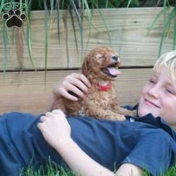 Ralph/Mini Goldendoodle									Puppy/Male	/August 6th, 2024,Oh sweet little Ralph, what a fluffy little cutie pie. He is the runt of the litter and gets extra snuggles. Ralph is so playful and fun! He is raised in our home with our 4 young children. He is given lots of love and socialization everyday. He is an F2b mini goldendoodle and should be about 15-20lbs full grown. The pups are in our home NEVER kept outside or in a barn! 