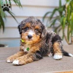 Atlas/Mini Bernedoodle									Puppy/Male	/July 27th, 2024,Beartown Doodles is excited to introduce Atlas from the Galaxy litter. He is a sweet mini bernedoodle puppy raised with lots of love. Atlas would love to have someone to be his furever companion. Mama Molly did an amazing job raising this litter, she is a 30lb mini bernedoodle who is very loving and affectionate. Enzo (Dad) is a beautiful blue merle   mini bernedoodle. Both parents are genetic health tested giving you peace of mind that you will be getting a healthy puppy.