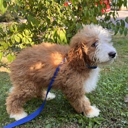 Adopt a dog:Earl Grey/Bernedoodle/Male/Baby,hi Earl Grey!

This good boy is a 3-month-old bernadoodle. He and his siblings came to us when the Lancaster breeder didn't sell them quickly enough. He is 15 lbs. and we are expecting him to be on the medium/bigger size.

The whole group is wonderful! They are friendly, happy and sweet. They love all people and have already mastered the sad puppy eyes when they are trying to get away with puppy mischief or if you give them a bath. They will be wonderful additions to any homes.

He will need to meet any resident dogs.

At this age, puppy classes will be very important so he could grow into the best dog possible.

He will come neutered, vaccinated, dewormed, microchipped and 4dx tested. 

**If you are serious about adoption, please fill out the adoption application on our website www.phoenixanimalrescue.com His adoption fee is $550**

Phoenix Animal Rescue
Chester Springs, PA
Kennel License #5152