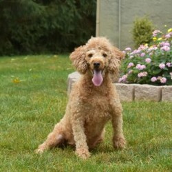 Cash/Mini Goldendoodle									Puppy/Male	/August 3rd, 2024,Check out Cash, a playful F1BB Mini Goldendoodle puppy! This sweet boy is family-raised with children and socialized, making him an excellent fit for anyone interested in adopting. Also, Cash is vet checked and up to date on vaccinations & dewormer, plus the breeder provides a 30-day health guarantee. If you want to learn more about this happy pup and how to meet him, please call the breeder today!