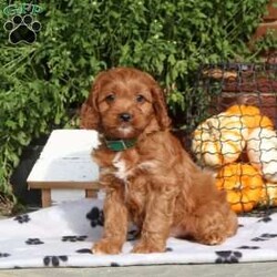 Jay/Cavapoo									Puppy/Male	/July 28th, 2024,Check out Jay, a cuddly Cavapoo puppy eager to meet you! This playful little guy is family-raised with children and well-socialized, making him an excellent fit for anyone interested in adopting. Also, Jay is vet-checked and up to date on shots & wormer, plus the breeder provides a 30-day health guarantee. If you want to learn more about this affectionate pup and how to make him yours, please call Ben & Barb today!