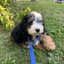 Adopt a dog:Lapsang/Bernedoodle/Male/Baby,hi Lapsang!

This good boy is a 3-month-old bernadoodle. He and his siblings came to us when the Lancaster breeder didn't sell them quickly enough. He is 15 lbs. and we are expecting him to be on the medium/bigger size.

The whole group is wonderful! They are friendly, happy and sweet. They love all people and have already mastered the sad puppy eyes when they are trying to get away with puppy mischief or if you give them a bath. They will be wonderful additions to any homes.

He will need to meet any resident dogs.

At this age, puppy classes will be very important so he could grow into the best dog possible.

He will come neutered, vaccinated, dewormed, microchipped and 4dx tested. 

**If you are serious about adoption, please fill out the adoption application on our website www.phoenixanimalrescue.com His adoption fee is $550**

Phoenix Animal Rescue
Chester Springs, PA
Kennel License #5152