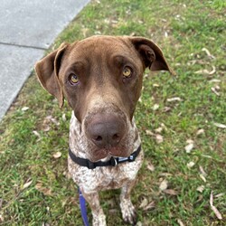 Adopt a dog:Odin/Pointer/Male/2 Years,Hi, I'm Odin! I'm a young male Pointer with a love for exploring and learning new things every day. I'm not your average couch potato – I like to stay active and engage in fun activities. I'd love a wilderness hike, a beach trip, or even just a big old game of tug-o-war! I promise to be your loyal companion, always ready for new adventures or just a leisurely walk in the park! I am best suited to a family with kids 12 years or older, and I would prefer to be the only dog in the house. I haven't had much experience with other animals, but I haven't shown any issues with them so far. Requirements: I’m still learning about life and would love a family that can help me navigate this exciting world. I promise if you choose me, I'll shower you with love and devotion. I can’t wait to start creating memories with you! Love and tail wags, Odi