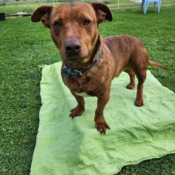 Frankie/Staffordshire Bull Terrier / Dachshund Standard (Smooth)/Male/4 Years 5 Months,Hi friends, my name is Frankie! I'm a handsome little gentleman looking for my forever home, could that be with you? I have had a rough start to life but with the help of my shelter friends, I am now ready to join my new family! I am a very affectionate young man, who loves nothing more than spending quality time with my humans, whether it's basking in the sunshine or curled up on the lounge watching your favourite tv show! I'd suit a quieter home, preferably with no young children, and no other animals, as I can sometimes get overwhelmed with too much noise and activity around me. I would also love it if my humans were home more often than not, as I'm quite a clingy man and love their constant attention and cuddles. I know sometimes you have to go out, if you can leave me with some fun toys, yummy treats, and a snuggly bed, I should be safe and happy until you get home. I would benefit from daily enrichment and interactive feeders to help keep my mind and body active. If you think that your home would be a good fit, please fill out an application online at  or call 0477 064 192 and the team at BARC will be in touch to arrange a meet and greet. Love, Frankie x Requirements: