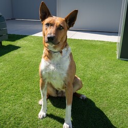 Indie/Australian Kelpie / Australian Cattle Dog/Female/3 Years 7 Months,Hi there, I’m Indie, a 3 year old Kelpie cross gal with a lot of love to give! I’m a sweet girl who thrives on human companionship, but I need a bit of patience while I adjust to a new home. I can get a bit worried about loud and unpredictable noises so a home with kids over 6 would be ideal. I enjoy pats, but I might move away if I’m feeling uncomfortable. I’m also not a fan of apartment living as my high energy needs and need for mental stimulation mean I’d do best with indoor and outdoor access in a more spacious environment. I hope you understand! I would thrive off a household with some routine as I adjust to my new home as this would help me settle into a new environment quicker! As a working breed, I have plenty of energy and need regular mental and physical stimulation to stay happy and healthy. Daily walks, playtime, and engaging activities will be perfect for me. I’m a loving girl who enjoys being around people, and with a bit of patience, I’ll be a wonderful and devoted companion. I also love playing with toys, so lots of toys would be right up my alley in my new home! If I sound like a pawfect companion for you, please come and meet me at the shelter! Lots of love, Indie xx -No children under 6 -Must meet all dogs  -Indoor/outdoor access no apartments -6ft colorbond fencing with secure footings -Someone home more often than not -Free vet consult