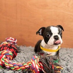 Brindle and white Boston Terrier puppy ready to leave/Boston Terrier/Female/10 weeks,*** 1 girl left, ready to leave ***

We have a brindle and white Boston Terrier puppy looking for her forever homes. Our beautiful girl has given birth to a stunning litter of 5 healthy puppies.

Mum and dad are KC registered. Mum is a Hungarian import, her parents are Patella, DM (Exon 2) and HC clear.

These adorable pups come from an excellent lineage, they are loving, playful, lively little characters. They are being raised in our home and are used to all household noises, children and other dogs.

They are vet checked with their 1st vaccination done, micro-chipped, treated for worms and fleas and KC registered. They will leave with 5 weeks free KC insurance and a puppy pack to help them settle into their new homes including food, toy and a blanket with smell of mum.

Please note: £200 Non refundable deposit will be required.

Please feel free to contact me for any further information.