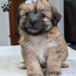 Kayla/Teddy Bear									Puppy/Female	/9 Weeks,Hello everyone! Meet our precious little gal, Miss kayla. She is a beautiful teddy bear puppy with a beautiful coat of soft wavy hair! Her mom is a Bichon and dad is a Shihtzu. Kayla will be between 10 and 15lbs fully grown. And she has very minimal shedding. She has a very sweet temperament, is playful and does super well around kids! She is very cuddly and loves giving kisses as well! She will be available to her new home on Oct 10th. She is a very happy and healthy little one!