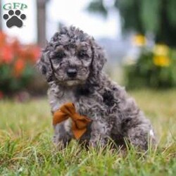 Caspian/Mini Goldendoodle									Puppy/Male	/7 Weeks,Meet Caspian, a delightful Mini Goldendoodle brimming with joy and affection! With his lively energy and curiosity, he is always ready for a new adventure, ensuring every day is filled with fun. His smart, gentle demeanor allows him to bond easily with those around him, making him the perfect companion. Whether he’s chasing a ball or cuddling up for quiet moments, his playful yet affectionate nature makes him an ideal fit for a loving home.