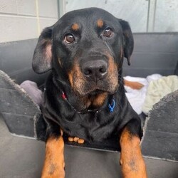 Adopt a dog:Magenta/Rottweiler/Female/5 Years 6 Months,Hi there! I’m Magenta, a 5 year old Rottweiler with a heart full of love just waiting for the right person to share it with. I’m looking for an experienced owner who understands that I’m a bit of a nervous Nellie. When I first arrived at the shelter, I was quite nervous, and even though I’ve made progress, I still get a bit anxious sometimes. But don’t worry, I’m not as timid as I used to be! I’m super food motivated, which is great news because it means I’m a quick learner when treats are involved. My ideal home is one where things are calm and quiet. I’m not a fan of loud noises or a lot of commotion. I need a peaceful environment to feel safe and relaxed. When you meet me, it’s important that everyone in the household gets to know me. I’m a little wary of new people at first, especially if they’re unfamiliar, so it’s best if all the members of the family come to meet me before we head home together. This includes any kids in the house. I’d do best with children who are at least 12 years old and can understand that I need my space and gentle interactions. While I don’t show a lot of interest in other dogs, I am comfortable around them. I might be able to live with another calm dog if they’re okay with just co-existing and not trying to be my best friend right away. I might be nervous, but once I get to know you, you’ll see just how sweet and loving I can be. I need someone who’s willing to take things slowly and create a safe haven for me, maybe a cozy crate or a quiet corner where I can retreat when I need to. With patience, understanding, and lots of TLC, I promise I’ll show you just how amazing life can be with me by your side. If you think you can offer me the kind of home I’m looking for, I’d love to meet you and see if we’re a match. Please fill out an expression of interest form  . Thanks for considering giving a shy girl like me a chance! Lots of love, Magenta xx -Experienced owner -Must meet all family -Quiet/calm household -No children under 12 -Must meet all dogs -Indoor/outdoor access -Free vet consult