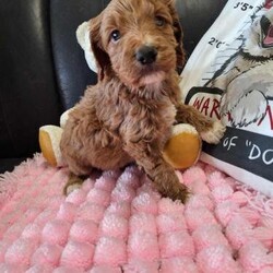 Cockapoo puppies for sale boys and girls/Cockapoo/Mixed Litter/10 weeks,Amazing litter of cockapoos,  we have two boys and two girls available,  puppies are very playful,  eating well,  wormed upto date,  can be viewed with both mum and dad,  they will be vet checked and microchipped and first injections and come with puppy pack inc three kg of food