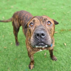 Buddy/Staffordshire Bull Terrier/Male/8 Years 3 Months,Hi there, my name is Buddy, I'm a sweet older man looking for my furever home. Will I become your best Buddy? I'm looking for a home where I can hang out with you and keep you company, whether that's at your desk, watching tv, or whatever it is that you like to do! My preference would be a house rather than an apartment because I can be a little unsettled when I hear noises, but please have a chat to our team if you are keen on me! While I am here I have been keeping the humans great company in their office, so they can tell you all about my sweet personality and talented couch potato abilities. Other dogs can make me a bit tense and unsure, so it'd be best for me to be the only dog in the household and avoid those busy places like dog parks and off lead beaches. But that means I get to spend even more time with you! I do enjoy the close company of people and I’m really good at making friends with teenagers and adults, but sometimes I use my mouth a little when trying to get your attention. Whoops! Because of this, I need to go to a home with children over 12. Older children will be able to help in my training at home where I can learn new skills and life experiences. I am currently in foster care looking for my forever home, so if you think i could be the one please click the link. Requirements: