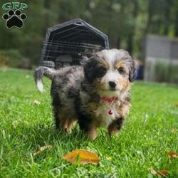 Nova/Mini Bernedoodle									Puppy/Female	/July 27th, 2024,Meet Nova! She is the sweetest girl with a mild temperament.  Nova has a loving personality and has plenty of kisses for everyone. Would you like to have Nova be a part of your furever family? 