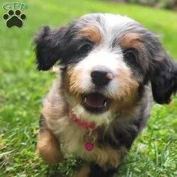 Nova/Mini Bernedoodle									Puppy/Female	/July 27th, 2024,Meet Nova! She is the sweetest girl with a mild temperament.  Nova has a loving personality and has plenty of kisses for everyone. Would you like to have Nova be a part of your furever family? 