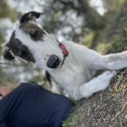 Adopt a dog:Harlo/Irish Wolfhound/Male/1 Year 2 Months,Hey there, my name is Harlo, and I am a sweet young wolfhoundX that is now on the lookout for my very own family! I would love to have a home that allows me both indoor and outdoor access, I can still learn indoor spaces but am gaining confident each day, I would love to be able to snuggle up on the couch with you of a night and have a nice secure backyard for me to spend the day playing and basking in the sun. I will need to meet all family prior to coming home, I can be a bit shy of new people but with some time and patience I warm up and love to play with you. Older children would be better so they can give me some time to settle in and adjust prior to asking too much of me, plus I am a larger boy who doesn't understand the power of my tail at times. I have meet some dogs here at the shelter and I am currently too overwhelmed to meet them appropriately, due to this I will need to be the only dog in the home. Working on my sociability is something we can do once I decompress form shelter life, we will just have to do it slowly and with known social dogs. Due to my breed, I find smaller animals very interesting and want to chase them, I will need to go to a home without smaller animals such as cats. chickens and rabbits. Requirements: -Must meet all family – No children under 12 -Only animal -Outdoor access If you think I could be the handsome man for you and your family, please head into the shelter today to say hi to me and have a play!! Love Harlo