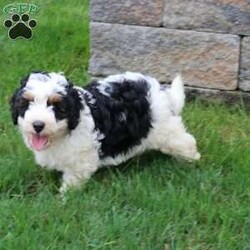 Alex/Mini Bernedoodle									Puppy/Male	/7 Weeks,Alex is a stunning Mini Bernedoodle with the sweetest, playful personality. His hair is so soft and fluffy and has the cutest brown eye brows. He would make the best cuddling buddy! Alex is played with daily by my 3 year old and does so well with younger children. He is intelligent and always go potty outside. Alex is vet checked, dewormed, vaccinated, and comes with a one year genetic health guarantee. To meet this loveable fluffball call or text Casondra today.