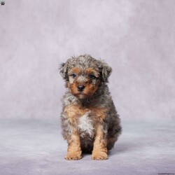 Tito/Miniature Poodle									Puppy/Male	/8 Weeks,Meet Tito, a charming Mini Poodle who is eagerly waiting to bring joy to a loving forever home! Raised in a family setting, Tito is well-socialized and loves to be around people of all ages. He’s already been vet checked, microchipped, and is up to date on his vaccines and dewormer, as well as clear for genetic disorders.  You know he’s healthy and ready for adventure. With his sweet personality and gentle nature, Tito will quickly become a beloved member of your family. Plus, he comes with a health guarantee for added peace of mind. Delivery options are available, making it easy to welcome Tito home, no matter where you are. Don’t miss the chance to meet this adorable little guy—reach out today and let Tito fill your home with love and happiness!