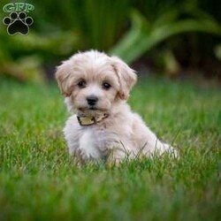 Clyde/Maltipoo									Puppy/Male	/July 17th, 2024,Clyde is a delightful male Maltipoo puppy with a tan and white coat, looking for his forever home! As a mix between a Maltese and a Toy Poodle, Clyde combines the best of both breeds – a charming personality, known for being affectionate, intelligent, and playful, along with a non-shedding, hypoallergenic coat. Maltipoos are excellent companions, making them perfect for families, singles, or seniors alike.