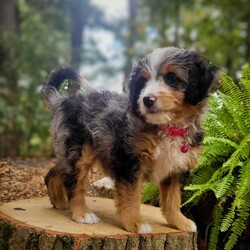 Nova/Mini Bernedoodle									Puppy/Female	/July 27th, 2024