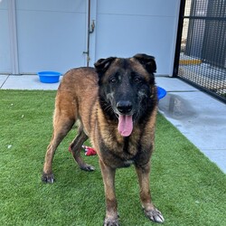 Adopt a dog:Nigel/Belgian Shepherd (Malinois)/Male/9 Years,Hello there! I'm Nigel, a senior Shepherd with a heart as big as my paws. I've had quite the journey, and now I'm looking for a special home where my experienced new owner can give me the love and care I need. While I’m generally sweet-natured and enjoy my toys, it's important to know that I have some quirks. For example, I can get a bit too excited during toy play, so it's important that playtime is structured, especially if there are children in the home. I do best in a household with no kids under 12 I'd say! I've seen doggies on my walks at shelter however I will be best suited to a single dog household. Despite my age, I still need plenty of physical and mental stimulation. Regular walks and engaging activities are essential to keep me happy and healthy. I may be a senior, but I still have a zest for life and enjoy interactive play and mental challenges. If you’re an experienced owner ready to give me the structure and love I need, I’d be thrilled to be your loyal companion. I promise, with the right care, I'll bring a lot of joy to your life. Lots of love, Nigel xx -Experienced owner -No children under 12 -Must be only dog -No pocket pets/cats Free vet consult at adoptio