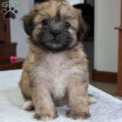 Kayla/Teddy Bear									Puppy/Female	/6 Weeks,Hello everyone! Meet our precious little gal, Miss kayla. She is a beautiful teddy bear puppy with a beautiful coat of soft wavy hair! Her mom is a Bichon and dad is a Shihtzu. Kayla will be between 10 and 15lbs fully grown. And she has very minimal shedding. She has a very sweet temperament, is playful and does super well around kids! She is very cuddly and loves giving kisses as well! She will be available to her new home on Oct 10th. She is a very happy and healthy little one!