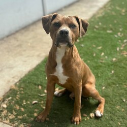 Adopt a dog:Sherbet/American Staffordshire Terrier/Male/7 Months,Hi there! I’m Sherbet, a lively 5-month-old tan Staffordshire Bull Terrier with a lot of love to give and a lot of learning to do. Let me tell you a bit about myself! I’m still a bit nervous about new things and can get pretty excited when I’m playing or meeting new people and dogs. That means I’m working hard on my training to help me feel more comfortable and less jumpy. My humans are teaching me how to walk nicely on a lead, and I’m getting better at it every day. I’m a quick learner, but I could really use someone who’s experienced with dogs like me to help me keep making progress. I’m great with other dogs, and I love to meet them, so having a furry friend around would be awesome. I'm learning to be calm around them though so I will need an appropriate friend if going home with another doggo. I’m a little bit too jumpy and mouthy for young kids, so I’d do best in a home with older children who are confident around dogs or who know how to handle a playful pup like me. I might get a bit too excited during playtime, and if that happens, I might jump, but I always try to move away if I’m feeling overwhelmed. Overall, I’m a sweet, affectionate boy who just needs a little extra guidance and understanding. If you have experience with dogs and a patient, loving heart, I think we’d make a fantastic team. Let’s get to know each other and see if we’re a good match! If you're interested in giving Sherbert a loving home, please fill out an expression of interest form  . Lots of love, Sherbert xx