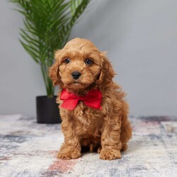 Tanner/Cavapoo									Puppy/Male	/8 Weeks,Woof, woof! Hey it’s Tanner! Tanner is full of energy, well socialized and loves to be cuddled by adults and children. He will be sure to capture your heart with his puppy kisses and sweet personality. He was born to Sasha (Cavalier Mom) and Rusty (red mini poodle Dad) on Aug 2nd. Mom weighs 13 lbs & Dad 12 lbs. So we expect Tanner to be around 12-13 lbs. full grown. He’s up to date on vaccines and dewormers to keep him happy & healthy. Text or call today if you would like to meet him in person or put a deposit on him and we’ll hold him for you until you can pick him up or… we offer delivery to your door for an additional fee. A basket with food, blanky & all paperwork will be sent with Tanner to his new home.