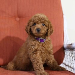 Alice – F1B/Mini Goldendoodle									Puppy/Female	/7 Weeks,Alice is an adorable F1B MINI Goldendoodle puppy who is in search of her forever home. She is up to date on all her vaccinations, vet checked and ready to come home to spend the holidays with you! Her mother is a Mini Goldendoodle and her father is a Mini Poodle. She is well socialized, loves being held and is playful. Call or text us today to learn more about her and how you can add her into your family!