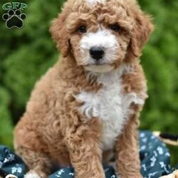 Courdoroy/Mini Goldendoodle									Puppy/Male	/7 Weeks,Looking for a new cuddly companion?Our Mini Goldendoodle Babys ate the perfect choice!These sweet lil pups are full of Love and ready to bring Joy to your life.Don’t wait,come meet the today!