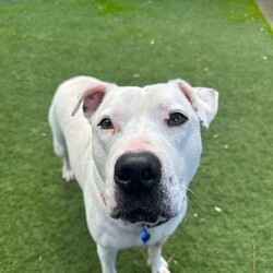 Adopt a dog:Snow/Staffordshire Bull Terrier/Female/5 Years,Hiya my name is Snow! Yes, how ironic that I'm white! I am a beautiful girl on the lookout for my furrever home, could that be with you (on your couch?) keep reading to find out! I am a sweet girl who would love a home where I can bask in the sun (but not too much because I might get sunburnt!) or snuggle up on the couch with you and keep you warm! I can become uncomfortable with lots of handling and would need a home with more mature humans who can understand this and work a little with my confidence! I would also love a home with no other doggies please! I don't particularly love sharing my space with other dogs so I would love to be an only doggo in the home please! I do get quite frustrated with dogs when they get too close to me so I would need an owner who understands when taking me on walks that I don't like going to dog parks or anywhere with lots of doggos around, I just don't enjoy their company. BUT I promise I can give you the love of a house full of puppies can!! I am just a precious gal who wants a home to call my own! If you feel like I could be your pawfect companion, please bring the whole family or whoever it is that lives with you! I want to meet everyone I get to sniff in the home so make sure everyone loves me as much as I will love them! Lots of licks, Snow xx Household restrictions: