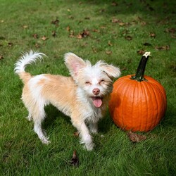 Adopt a dog:Logan/Chinese Crested Dog/Male/Young,Logan is a sweet and playful 4 month old Yorkie/Chinese crested mix.He is good with other dogs, cats, kids. He is crate trained and working on housebreaking and basic commands. All adopters of puppies under the age of 1 year will be required to complete basic puppy training classes. To meet Logan, please fill out an adoption application at nomuttsleftbehind.org and let your vet and references know that we will be contacting them.