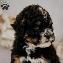 Becky/Mini Bernedoodle									Puppy/Female	/7 Weeks,Do you love Bernese Mountain dogs but struggle with the heavy shedding then take a look at this puppy. With their poodle hair but Bernese happy personality they are sure to please.