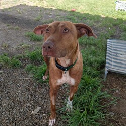 Adopt a dog:Tiana/Staffordshire Bull Terrier / Australian Kelpie/Female/2 Years 1 Month,Hi my name is Tiana and it is so nice to meet you and introduce myself!! I am a sweet lady on the lookout for my very own family to explore the world with. I am the type of girl that would be up to adventures with my new family, things like hiking, beaches or camping are right up my ally and I would love to experience them with you. I will need slightly older kids in the home as loud noises and sudden movements can cause me to startle but in a known place with people I trust I settle well. I would love to have indoor and outdoor access in the home, so that I can have the best of both worlds and come and find my humans for a snug any time I feel the need. I have meet some dogs here at the shelter and haven't minded their company, if you have another doggy at home make sure to bring them to so we can make sure that we are the perfect fit. Requirements: If you think I could be the girl for you, head into the shelter today and ask to meet me!! Love and kisses, Tiana