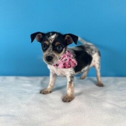 Adopt a dog:Mia/Jack Russell Terrier/Female/Baby,Meet Mia, the cutest little tomboy you'll ever meet! With her striking tricolor fur and a personality as bright as her looks, she's the ultimate fun-loving spirit. At just 3 months old, Mia is already showing off her smarts, playful energy, and adventurous heart. Don't be fooled by her age-she's convinced she's all grown up and ready to take on the world! Whether it's chasing toys, splashing in water, or exploring new places, Mia's zest for life is infectious, making her the perfect partner for any adventure.

Mia absolutely adores playing with other dogs and can often be found rolling around in the grass, having the time of her life. She's always up for a good romp and would love a home where she can let her playful energy shine. With her love of water and boundless curiosity, Mia is ready to bring joy and excitement to her forever family. If you're looking for a smart, fun-loving pup who's full of personality, Mia is eager to be your loyal companion on all of life's adventures!