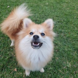Beatrice/Pomeranian/Female/8 Months,Hello there, I'm Beatrice, an adorable Pomeranian puppy full of energy and love. I'm just over 8 months old and I’m bursting with curiosity about the world! I'm really excited to find my forever home and am looking for someone who works average hours, has a secure outdoor space for me to explore, and has another dog friend I can bond with. I'm really sociable with my fellow canines and I need daily opportunities to learn about life and grow into a wonderfully behaved adult dog. I'm still young, so I'm eager to learn new things if you are willing to offer me ongoing encouragement and reassurance, just in case it all gets too overwhelming! I have no known issues with other animals, but since I'm still a puppy and I can be shy with touch and handling, I'd prefer a home where the human members are older, and dog experienced. I'm not a huge fan of touch, I prefer to approach my people on my own terms when I am ready, it might take me some time to form a bond, so my new owner must be patient and know I'm not an affectionate lap dog. I'm full of energy and love to play, so I'm looking for a home that can keep up with my high-energy lifestyle. Surely, you can't resist my fluffy cuteness and playful antics! I would love to meet you and start our adventure together. Please come meet me, and let's make memories together! XX Beatrice