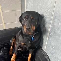 Adopt a dog:Magenta/Rottweiler/Female/5 Years 6 Months,Hi there! I’m Magenta, a 5 year old Rottweiler with a heart full of love just waiting for the right person to share it with. I’m looking for an experienced owner who understands that I’m a bit of a nervous Nellie. When I first arrived at the shelter, I was quite nervous, and even though I’ve made progress, I still get a bit anxious sometimes. But don’t worry, I’m not as timid as I used to be! I’m super food motivated, which is great news because it means I’m a quick learner when treats are involved. My ideal home is one where things are calm and quiet. I’m not a fan of loud noises or a lot of commotion. I need a peaceful environment to feel safe and relaxed. When you meet me, it’s important that everyone in the household gets to know me. I’m a little wary of new people at first, especially if they’re unfamiliar, so it’s best if all the members of the family come to meet me before we head home together. This includes any kids in the house. I’d do best with children who are at least 12 years old and can understand that I need my space and gentle interactions. While I don’t show a lot of interest in other dogs, I am comfortable around them. I might be able to live with another calm dog if they’re okay with just co-existing and not trying to be my best friend right away. I might be nervous, but once I get to know you, you’ll see just how sweet and loving I can be. I need someone who’s willing to take things slowly and create a safe haven for me, maybe a cozy crate or a quiet corner where I can retreat when I need to. With patience, understanding, and lots of TLC, I promise I’ll show you just how amazing life can be with me by your side. If you think you can offer me the kind of home I’m looking for, I’d love to meet you and see if we’re a match. Please fill out an expression of interest form  . Thanks for considering giving a shy girl like me a chance! Lots of love, Magenta xx -Experienced owner -Must meet all family -Quiet/calm household -No children under 12 -Must meet all dogs -Indoor/outdoor access -Free vet consult