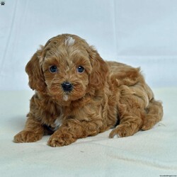 Maple/Cavapoo									Puppy/Male	/6 Weeks,Pumpkin patch, hayrides, fresh cider, and a frisky puppy! Are you missing the frisky puppy? Don’t keep looking! This one is waiting for you! He is socialized with children and raised in a loving family. He is microchipped, up to date on vaccinations, vet checked, comes with a 30 day health guarantee and a 2 year health guarantee. No need to buy accessories because he also comes with a small bag of dog food, collar, leash, toy, and scent towel! Any questions? Feel free to call or email today! Puppies can be held with a down payment. 