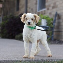 Reed/Cockapoo									Puppy/Male	/7 Weeks,Meet our handsome cockapoo puppy named Reed! He is a delightful boy that is filled with charm and intelligence, he has already stolen our hearts with his playful personality and affectionate nature. He has a beautiful, soft coat that’s perfect for cuddling, and his expressive eyes are full of curiosity and mischief. Whether he’s bouncing around in the backyard, playing with his favorite toys or snuggling up for a nap, this little one is just a ray of sunshine:) He would be the perfect addition to any loving home!