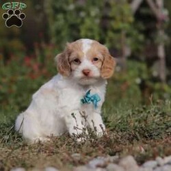 Reed/Cockapoo									Puppy/Male	/7 Weeks,Meet our handsome cockapoo puppy named Reed! He is a delightful boy that is filled with charm and intelligence, he has already stolen our hearts with his playful personality and affectionate nature. He has a beautiful, soft coat that’s perfect for cuddling, and his expressive eyes are full of curiosity and mischief. Whether he’s bouncing around in the backyard, playing with his favorite toys or snuggling up for a nap, this little one is just a ray of sunshine:) He would be the perfect addition to any loving home!