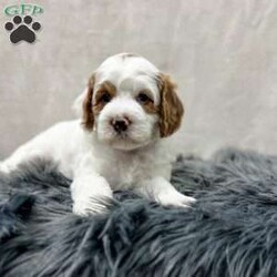 Banks/Cavapoo									Puppy/Male	/8 Weeks,Meet Banks, he is a sweet and cuddly f1b cavapoo puppy looking for his forever home. He is f1b meaning his mom is a cavapoo and his dad is a poodle. He is microchipped and up to date on all of his vaccines and dewormer and has been vet checked. We also do ENS on all of our puppies and he will also come with a 1 year genetic health guarantee. For more info contact me today!