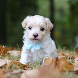 Percy/Maltipoo									Puppy/Male	/6 Weeks,Say hello to Percy! He is the missing little Fur baby in your life. This darling little gal has the cutest little face and softest, plush coat of a Maltipoo. You will fall in love with him the minute you meet him, no one can resist the cute, spunky, and sweet personality of this little one. Percy loves to play with his favorite people, always showing off his adorable little bounces and his little tail is constantly wagging. He loves to beg for toys and treats, knowing you can’t say no to all the cuteness. He has been receiving lots of loving attention and care since day one, preparing him to join his forever family with confidence. 