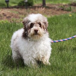 Lucky/Havanese									Puppy/Male	/7 Weeks,Lucky is an adorable AKC registered Havanese puppy with a silky, wavy coat that’s a beautiful shade of white with patches of brown, just like his mom, Debbie. He has inherited his dad, Jasper’s, petite stature, he weighs in at a dainty 10lbs. Lucky is a perfect blend of his parents, showcasing the best traits of both.