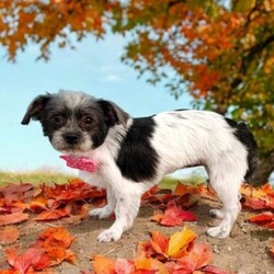 Adopt a dog:Missy/Shih Tzu/Female/Young,Hey there, I'm Missy! I'm a 9-month-old Shih Tzu mix, and let me tell you, my main goal in life is to be right by your sidepreferably in your lap, soaking up all the cuddles and belly rubs I can get! I may be a little shy at first, but once I warm up, my sweet nature will win your heart in no time.

Im a pro at getting along with both cats and dogs, and while I have that boundless puppy energy, I can totally switch gears and become the ultimate couch cuddler. Car rides are my jam, and kisses? Oh, I have plenty to give! Since I'm a little on the shy side, Id probably do best with older kids who wont overwhelm me.

If youre looking for a loving, loyal little girl with both energy and a cuddly side, Im your Missy. Lets ride into the sunset together!

 Please visit our website www.fmas.info to learn more about this amazing pet and to see other available dogs and cats.