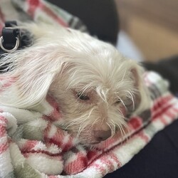 Adopt a dog:Ruthie/Maltese/Female/Baby,Ruthie is a 10 month old 7 pound Maltese mix

She is a super sweet little girl who loves car rides, good with other dogs & potty trained. 

She wasn’t feeling the best when we pulled her from the shelter, but is getting better every day! 

She is fully vetted microchip, and on the schedule to be spayed, but can be adopted out with a spay addendum. 

Must be within an hour of AMI, Sarasota Manatee, county and out of state adoptions. 


Fill out your application today! 
www.amipuprescue.com