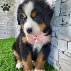 CARMA/Bernese Mountain Dog									Puppy/Female	/6 Weeks,LOOK AT ME! A happy healthy friendly fluffy playful puppy. Raised in the rolling hills of holmes County. Where we play outside everyday. Come meet me or I can be transported to your front door for a small additional fee.text or call for more info. 