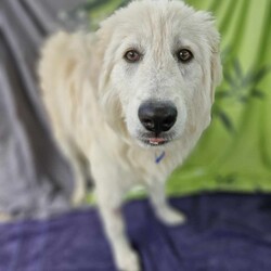 Adopt a dog:Stanley/Maremma Sheepdog/Male/9 Months,Hey there, I'm a beautiful young boy who's on the look out for my forever family. I will need someone who is experienced with my breed or at least knows a lot about it and the common traits that I'm likely to display. Eventually I may need something of my own to guard… after all, I'm a Maremma. I will need guided support with my new person to help me learn all there is about life and encourage me to explore the world. Please provide me with a safe space in your home where I can retreat to if I'm feeling overwhelmed. Any kids need to be confident around dogs and over the age of 6 years. I would prefer a home where there's already a doggy so I can learn from them and build a bond with my person. I will need a big property or at least a secure big, back yard. I will not cope in an apartment or unit.