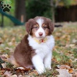 Landon/Australian Shepherd									Puppy/Male	/9 Weeks,Meet this darling little Australian Shepherd named Landon! This Australian Shepherd puppy is simply irresistible! With his fluffy coat and soft, round face and also his bright, curious eyes reflect the intelligence and playful spirit this breed is known for. Australian Shepherds are loyal, energetic, and always eager to explore, making them perfect companions for active families. Whether he's romping through the autumn leaves or cuddling by your side, this little pup is sure to fill your home with love, joy, and boundless energy!