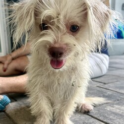 Adopt a dog:Ruthie/Maltese/Female/Baby,Ruthie is a 10 month old 7 pound Maltese mix

She is a super sweet little girl who loves car rides, good with other dogs & potty trained. 

She wasn’t feeling the best when we pulled her from the shelter, but is getting better every day! 

She is fully vetted microchip, and on the schedule to be spayed, but can be adopted out with a spay addendum. 

Must be within an hour of AMI, Sarasota Manatee, county and out of state adoptions. 


Fill out your application today! 
www.amipuprescue.com